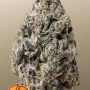 Насіння конопель BISCOTTI GELATO™ від Fast Buds